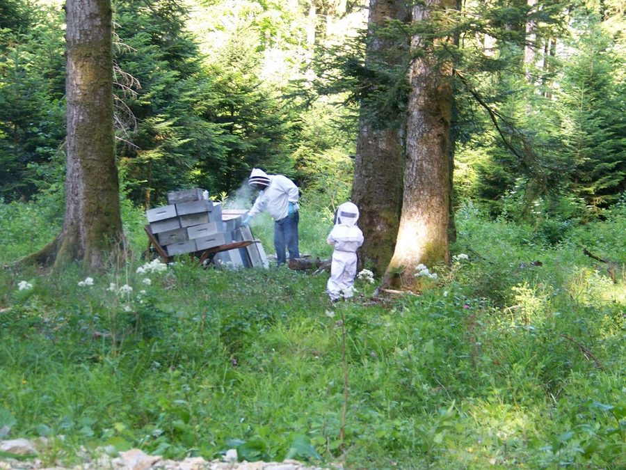 Apiculteurs intervenant sur des ruches en forêt